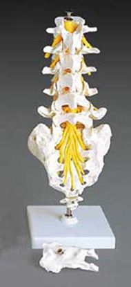 Flexible Lumbar Vertebral Column